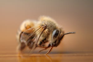 Detailed macro shot of a fuzzy honeybee highlighting its intricate features.