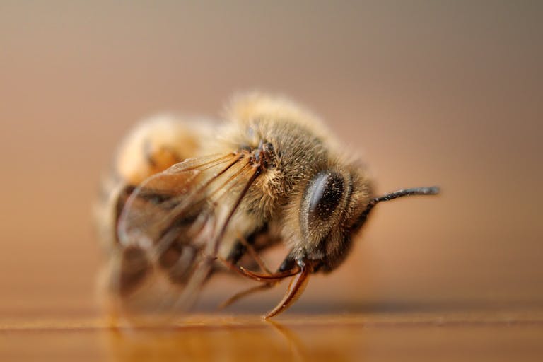 Detailed macro shot of a fuzzy honeybee highlighting its intricate features.
