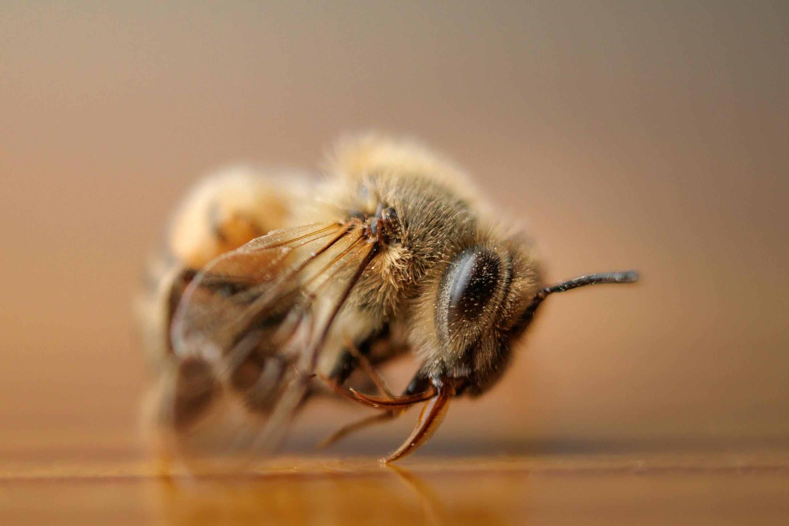 Detailed macro shot of a fuzzy honeybee highlighting its intricate features.
