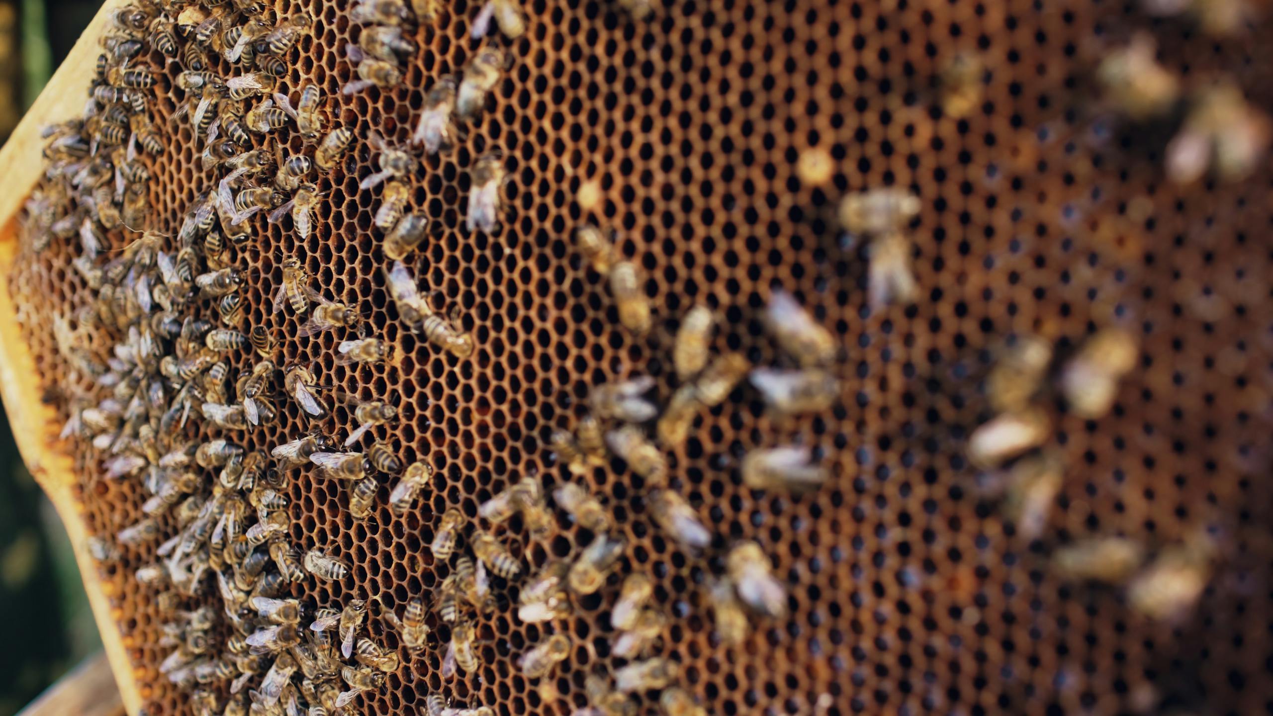 Detailed view of honeybees on a honeycomb in a beehive highlighting natural bee behavior.