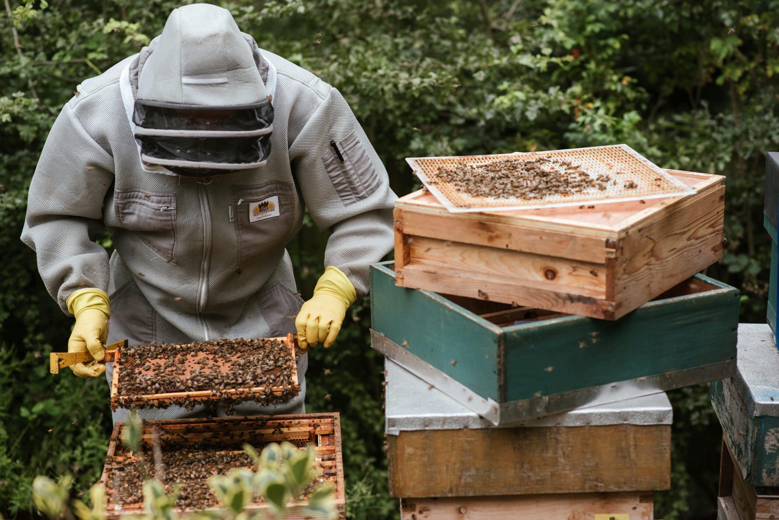 Professional apiarist conducting a precise health inspection on a Langstroth hive frame