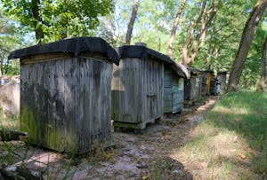 Row of rustic wooden beehives nestled in a serene summer forest, capturing beekeeping essence.