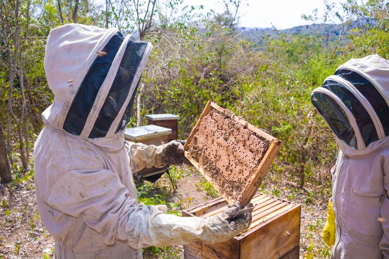 Two beekeepers in protective gear examining hive frames in a sunny outdoor apiary.