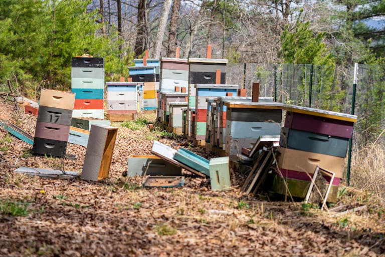 Best Location to Place a Beehive for Beginners