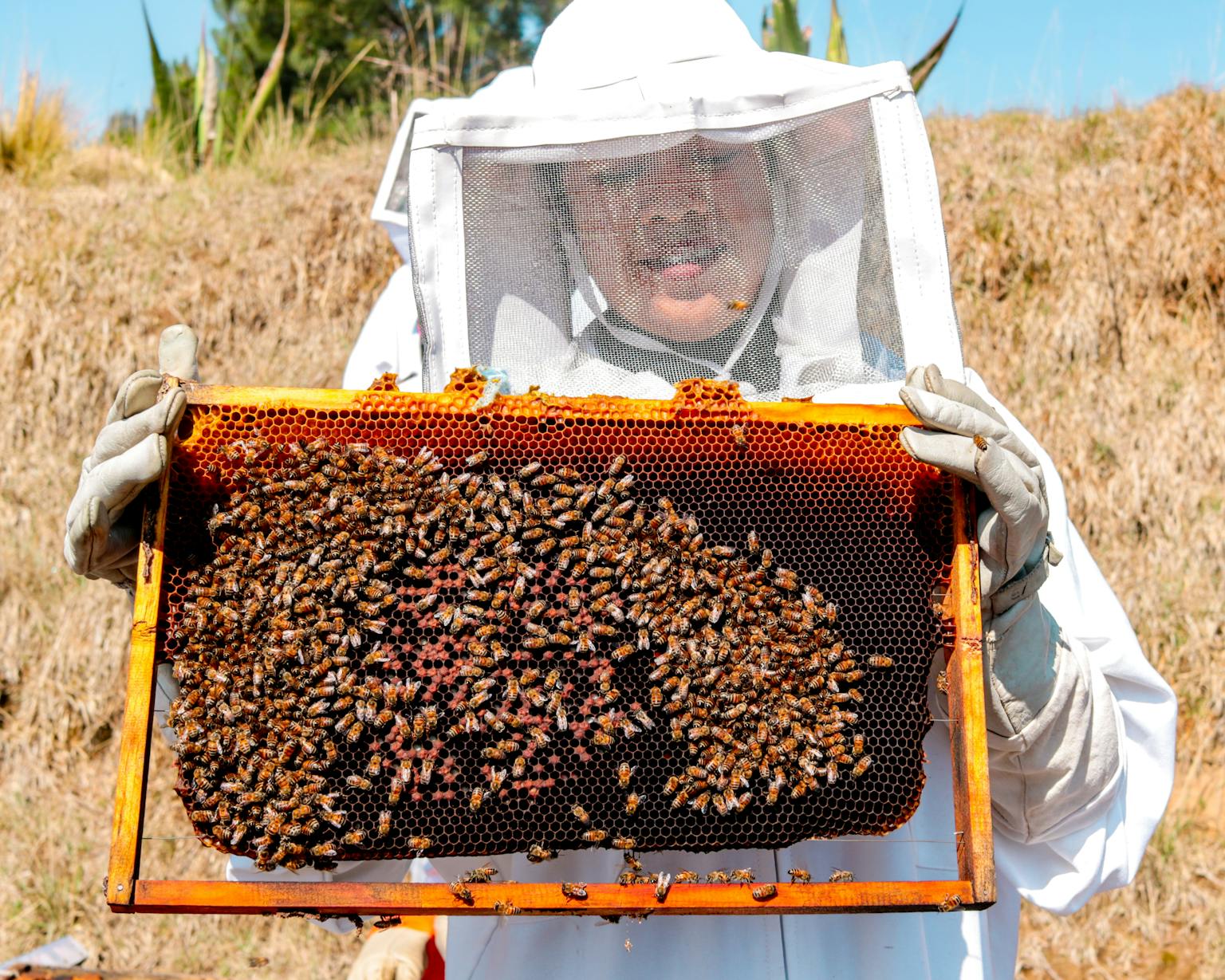 An apiarist holding a honeycomb covered with active honeybees