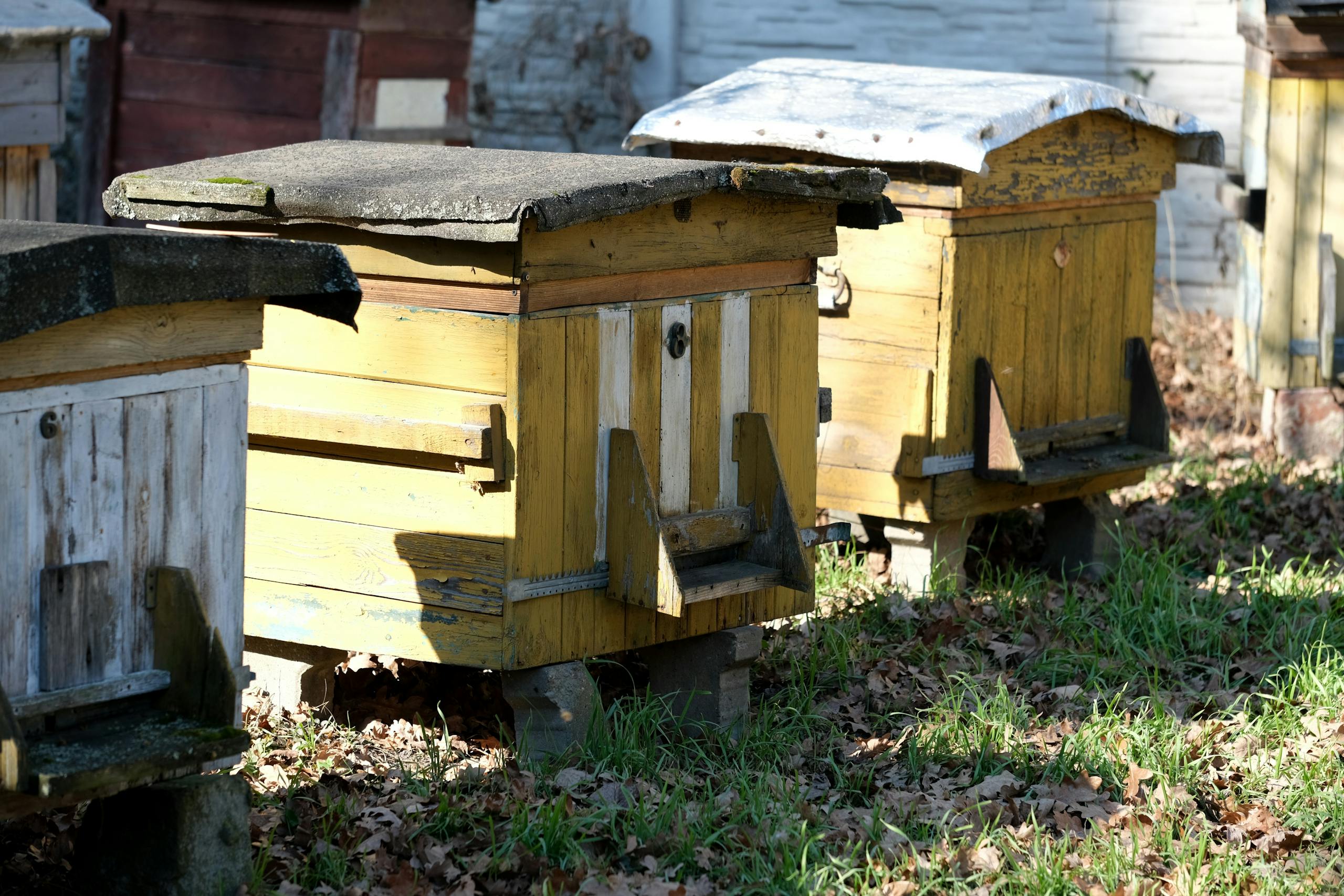 A row of vintage wooden beehives in a sunny outdoor garden, evoking a sense of rural peace.