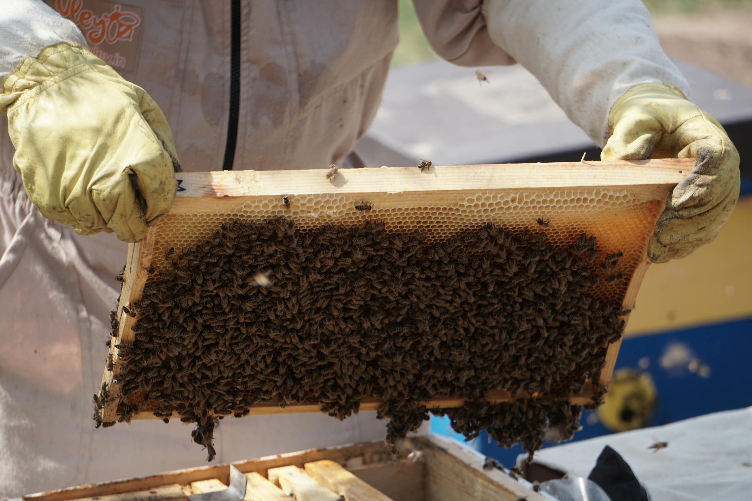 Beekeeper carefully inspects a honeybee hive frame outdoors in bright daylight.