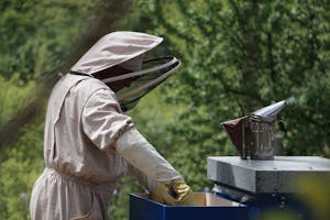 Beekeeper in protective suit inspecting hive outdoors, using bee smoker in a lush apiary setting.