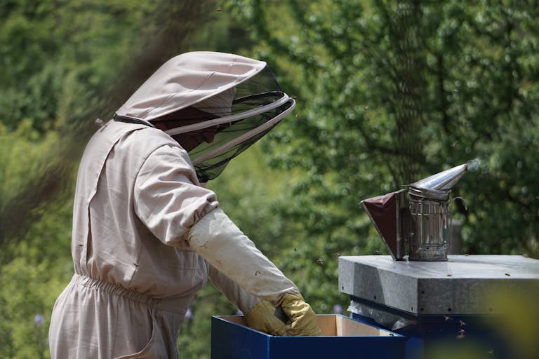 Beekeeper in protective suit inspecting hive outdoors, using bee smoker in a lush apiary setting.