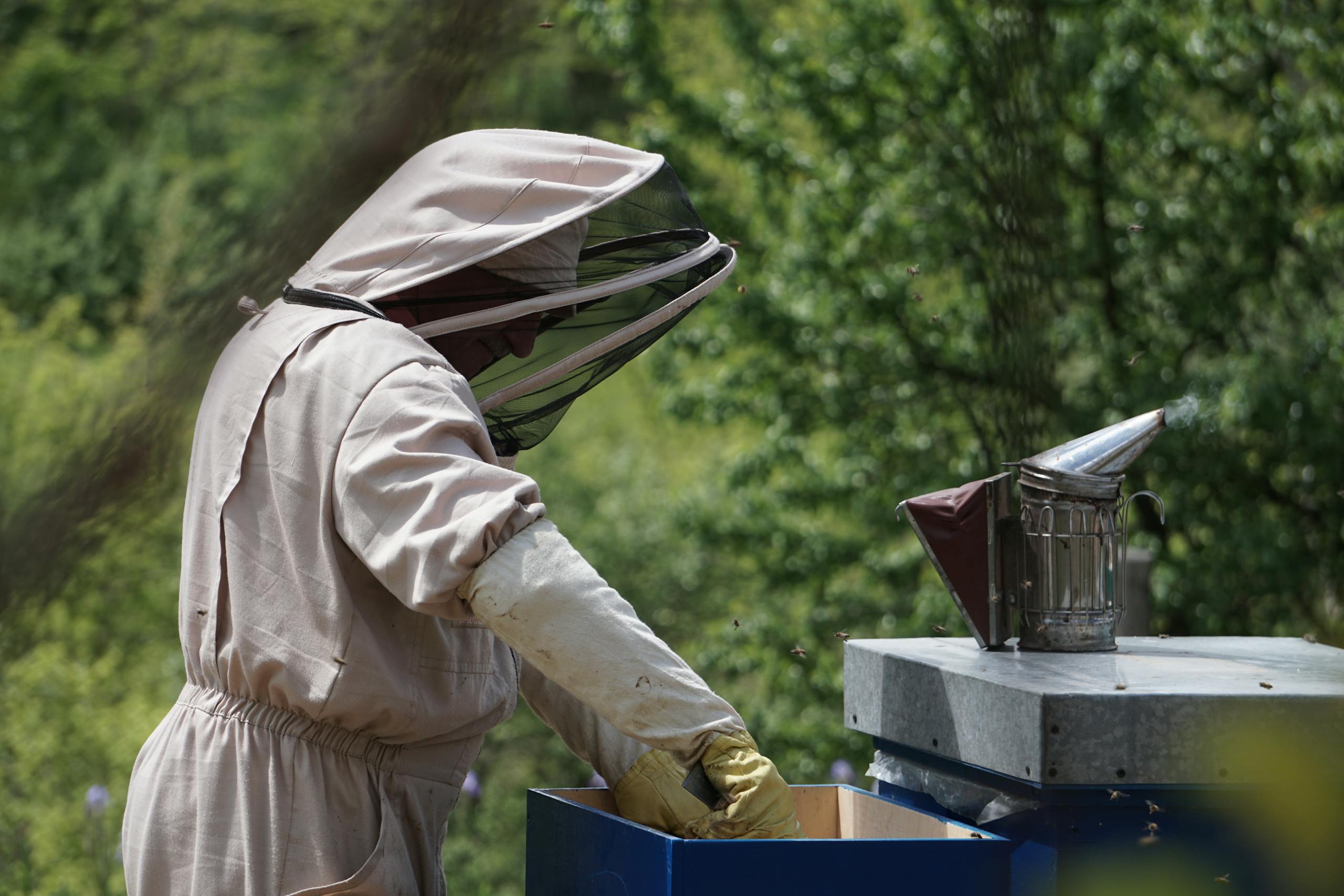 Beekeeper in protective suit inspecting hive outdoors, using bee smoker in a lush apiary setting.