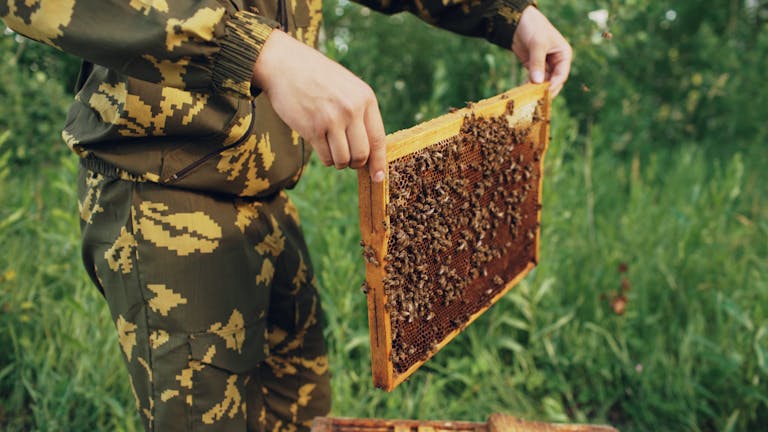 Close-up of beekeeper inspecting a frame full of honeybees in a green field.