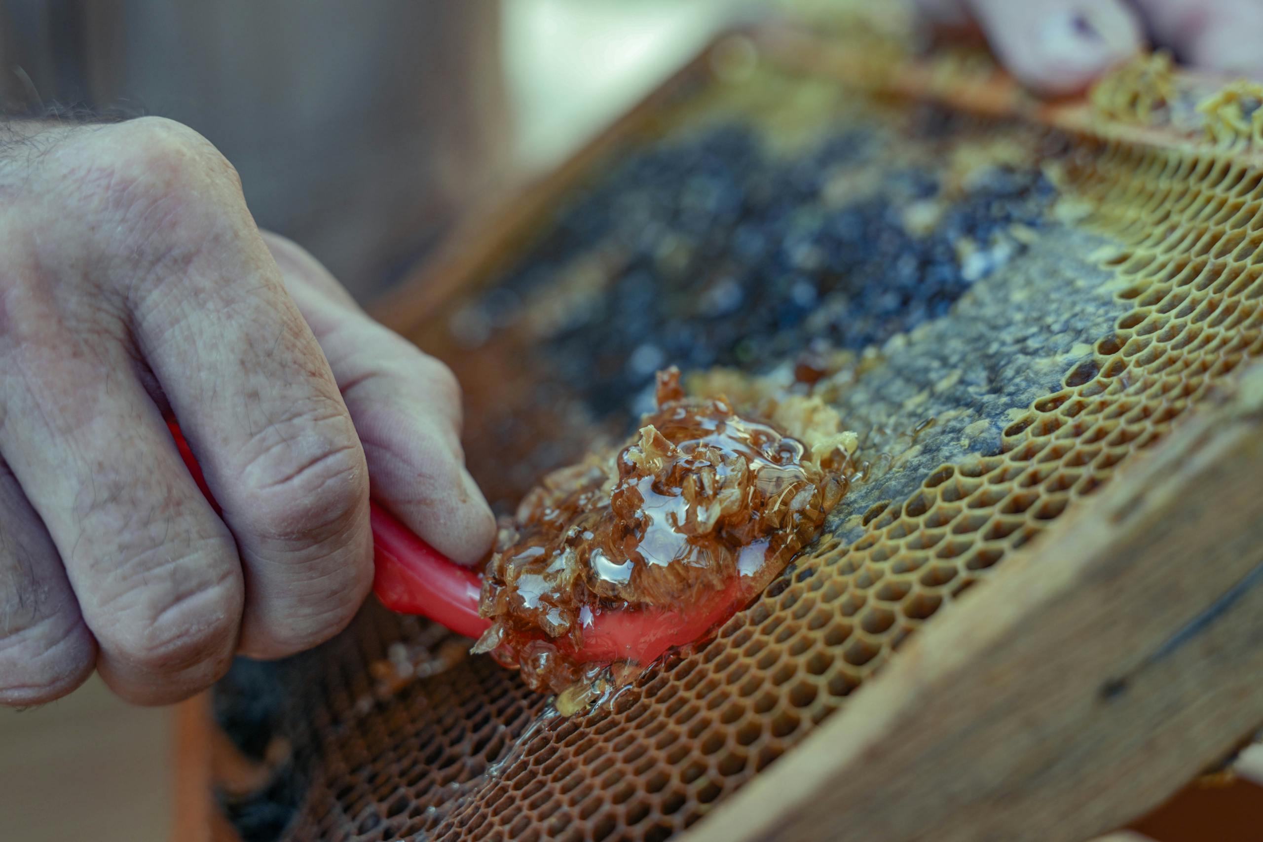 Close-up of honey collection from honeycomb in Damascus, showcasing traditional beekeeping techniques.