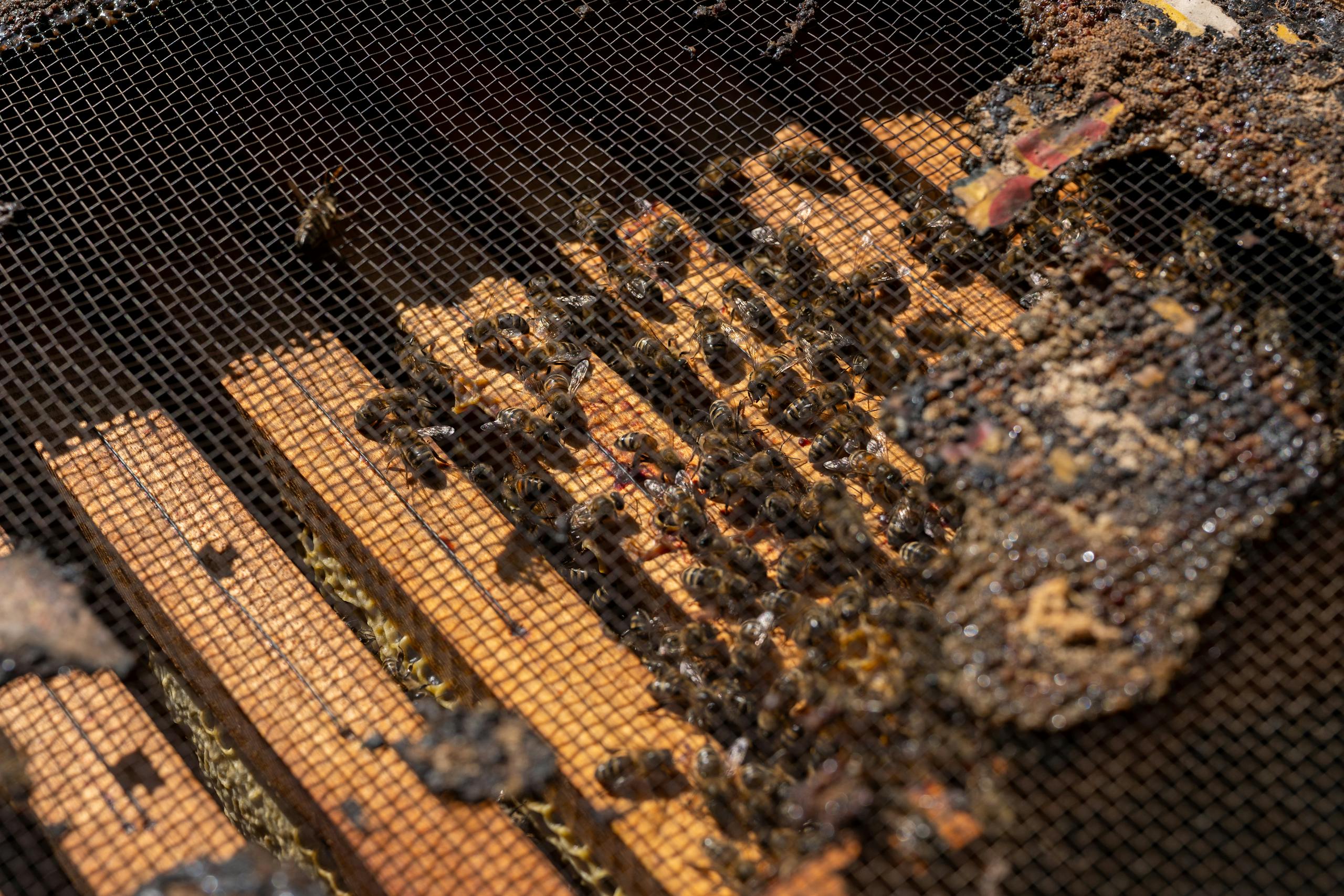 Detailed close-up of honeybees on a beehive frame in Garešnica, Croatia, showcasing apiculture.