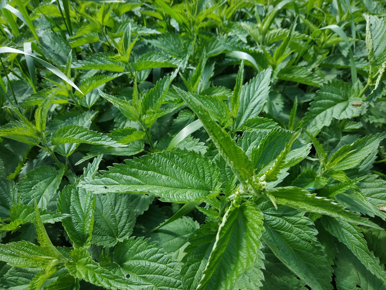 Detailed shot of green stinging nettle leaves in their natural habitat