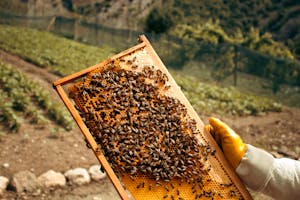 Honey bees on a hive frame held by a beekeeper in countryside farm setting.