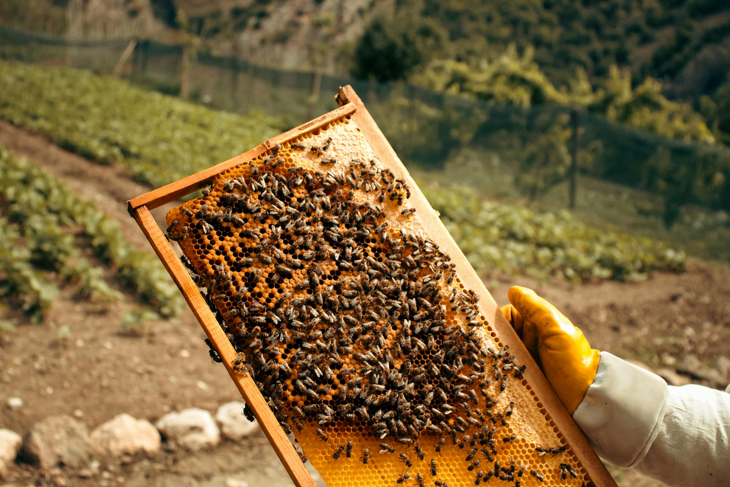 Honey bees on a hive frame held by a beekeeper in countryside farm setting.