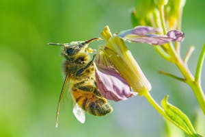 Macro shot of a honeybee collecting nectar from a colorful wildflower with a green background.