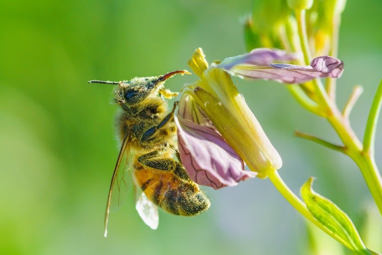 Macro shot of a honeybee collecting nectar from a colorful wildflower with a green background.