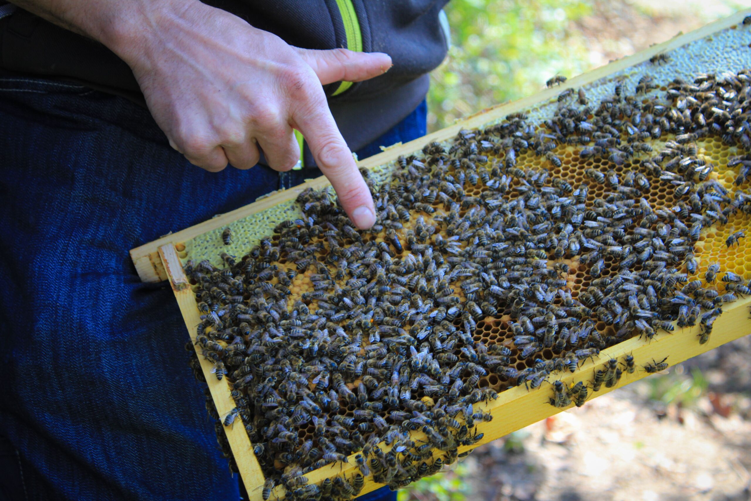 Beekeeper with honey bees on a frame in apiary