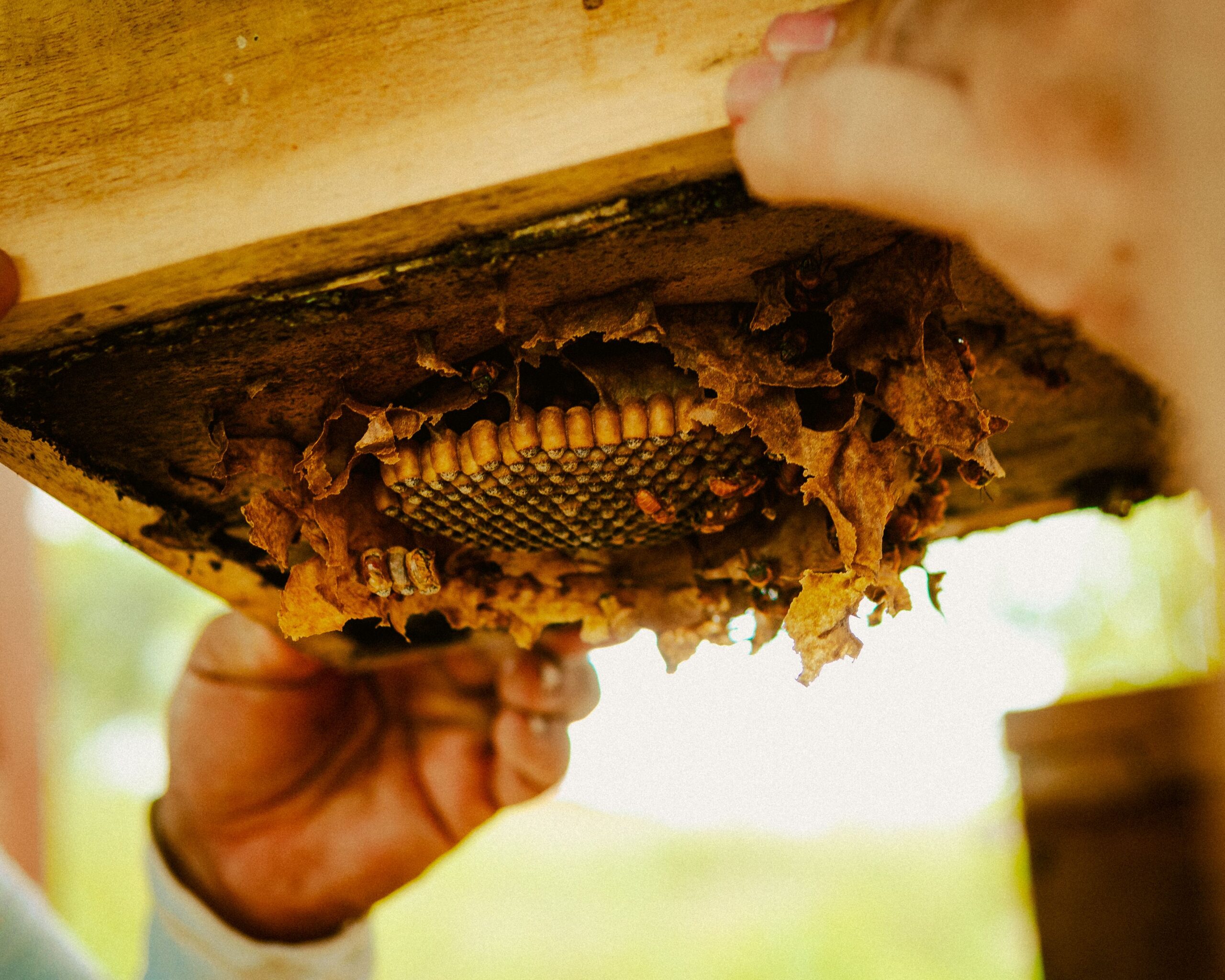 Close up of a man holding a part of a beehive