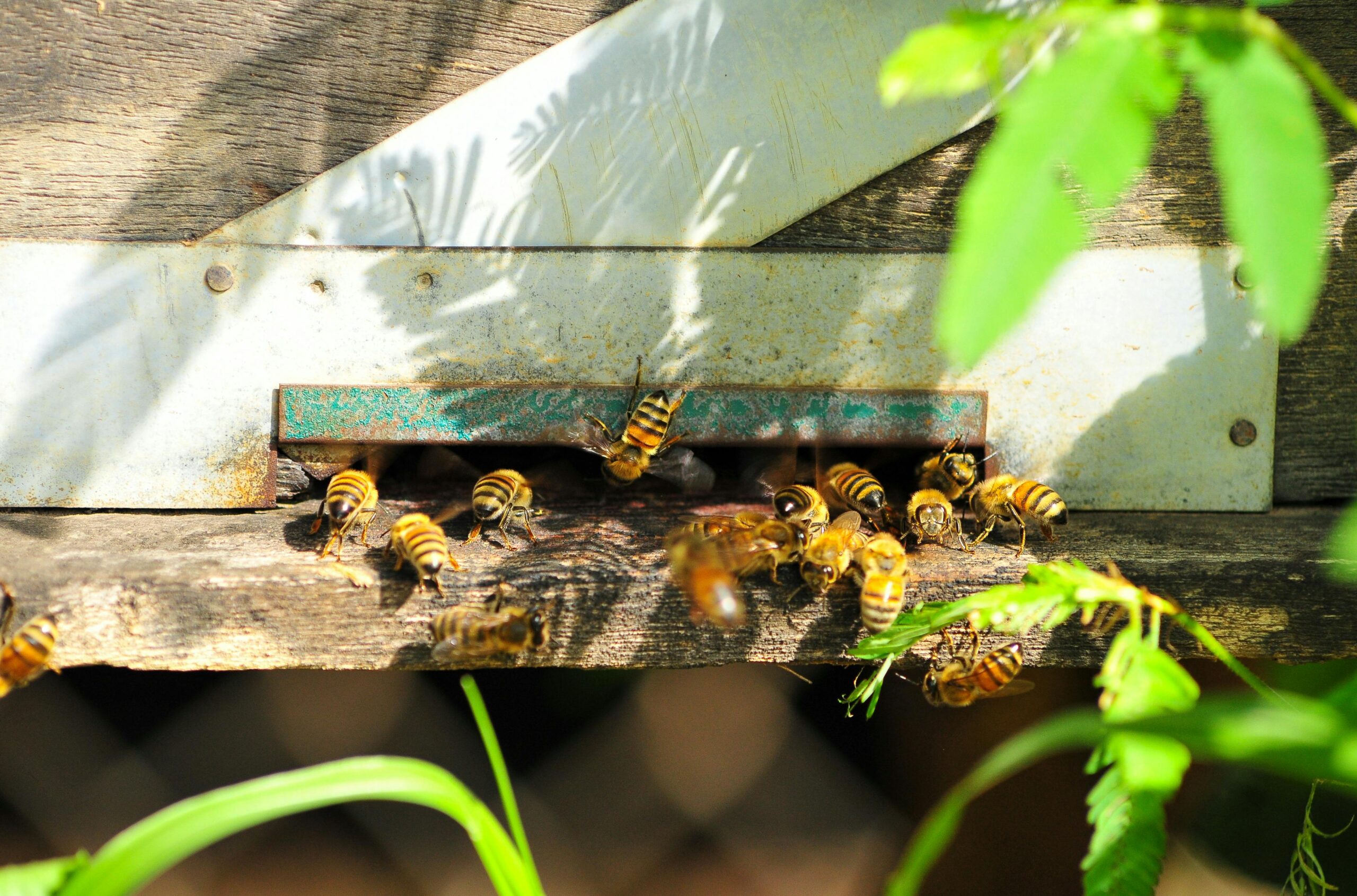 Close up of bees in beehive entrance