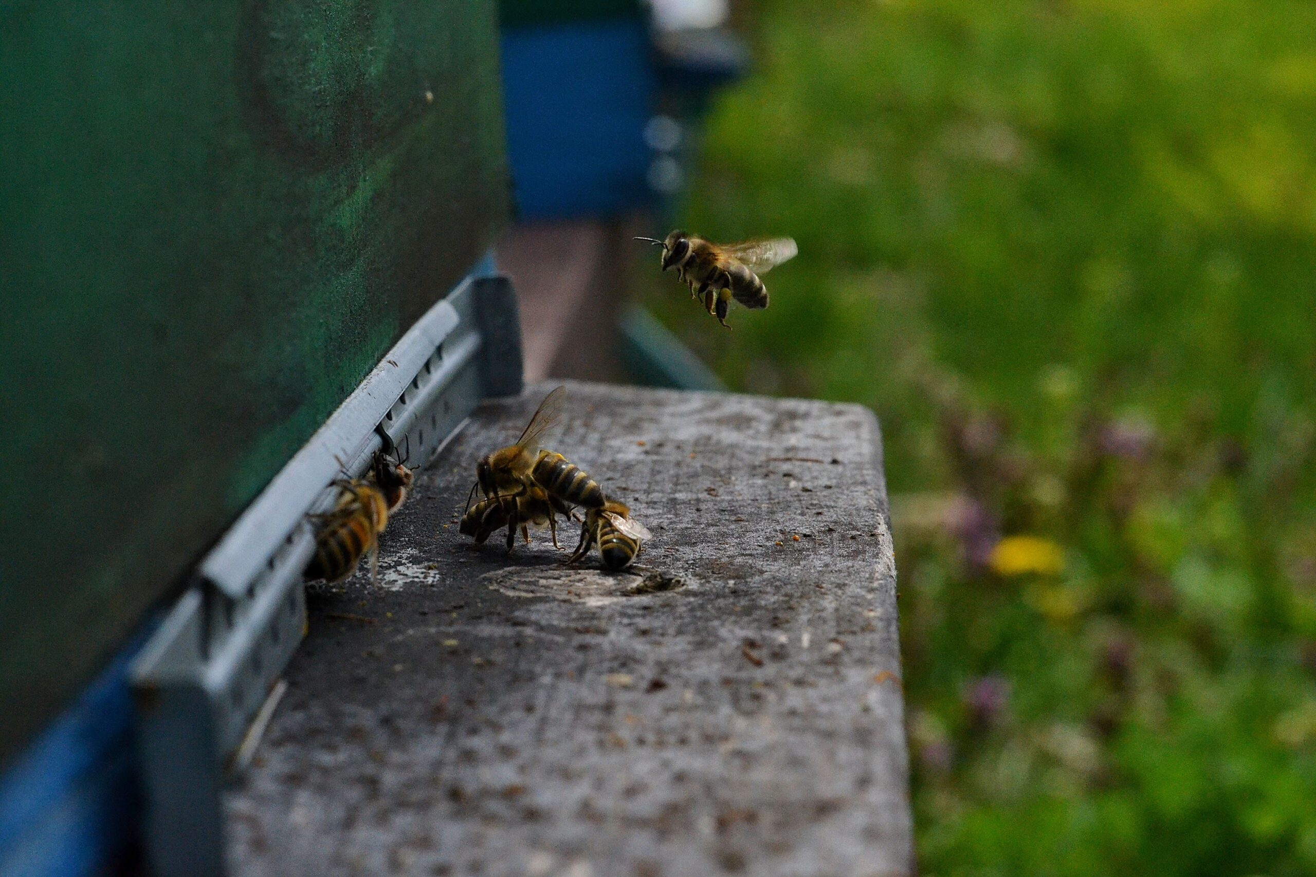 Close up photo of honey bees