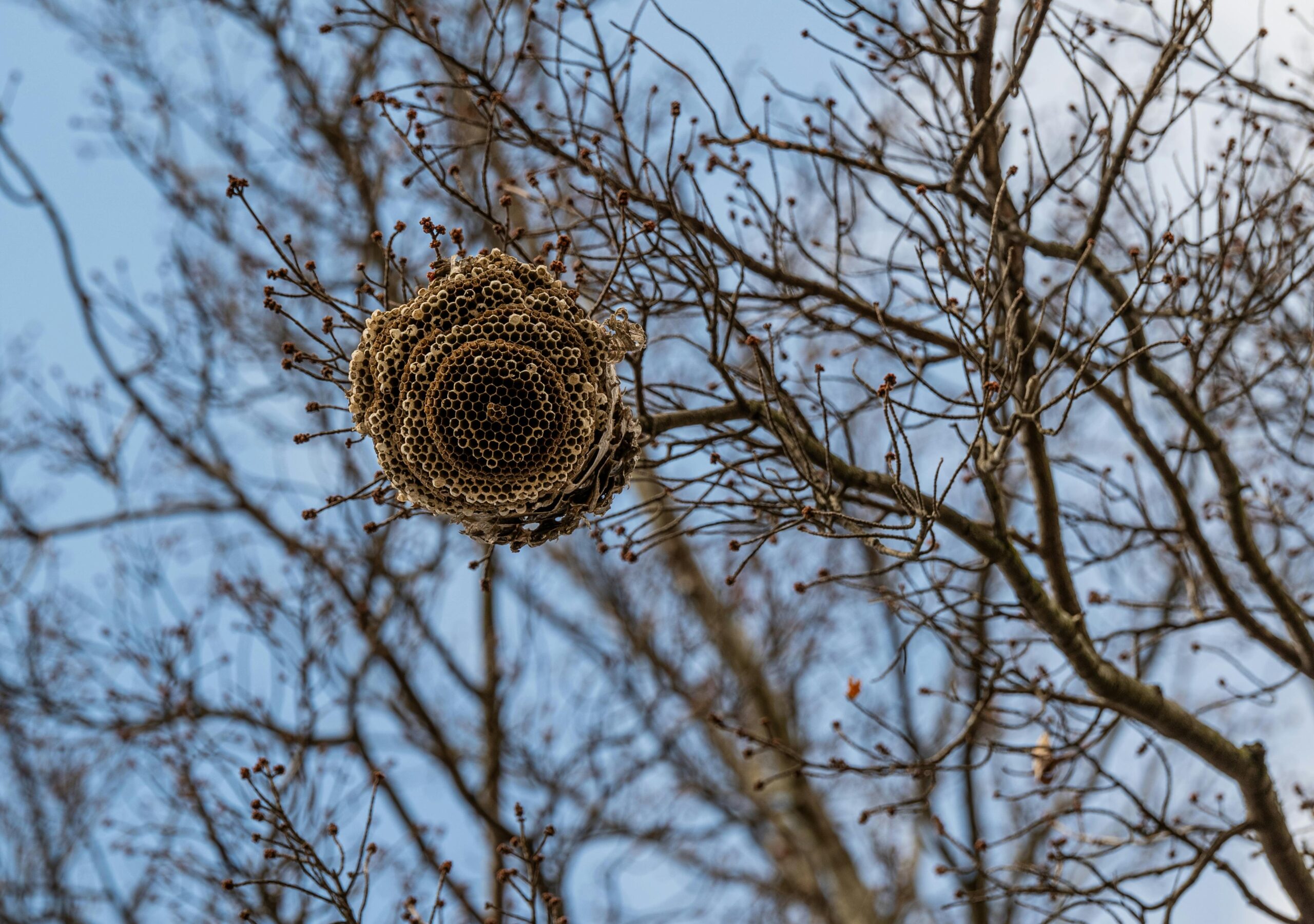 Low angle shot of a bee hive hanging on a tree