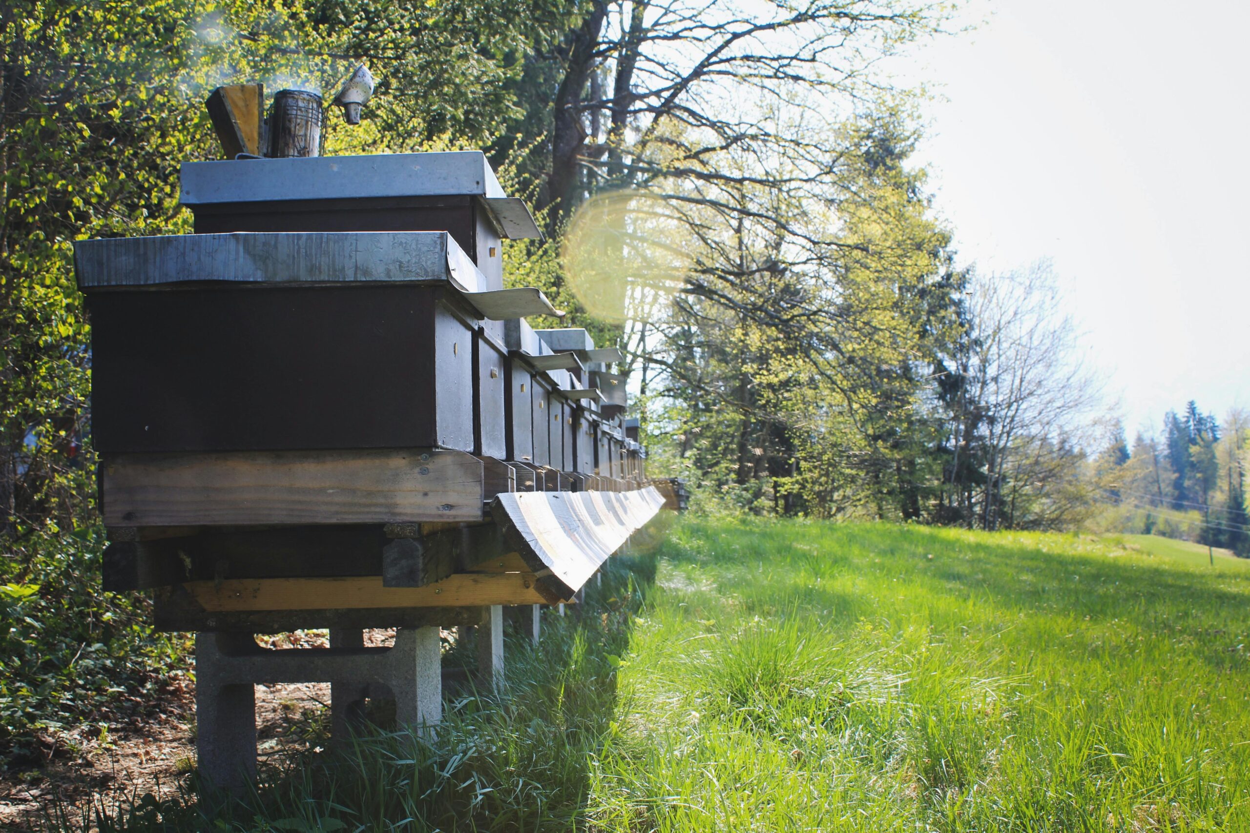 Rustic beehives in a sunlit forest clearing
